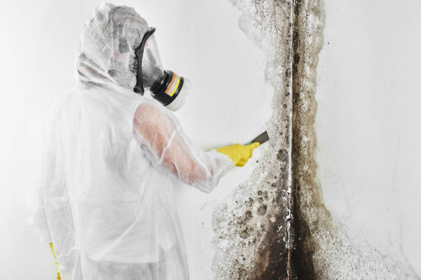 Best Attic Mold Removal  in San Pablo, NM