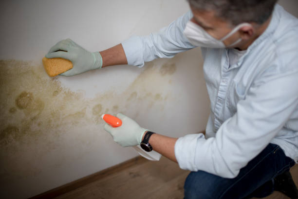 Best Commercial Mold Removal  in San Pablo, NM
