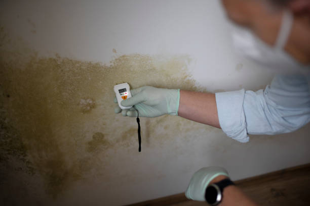 Attic Mold Removal in San Pablo, NM