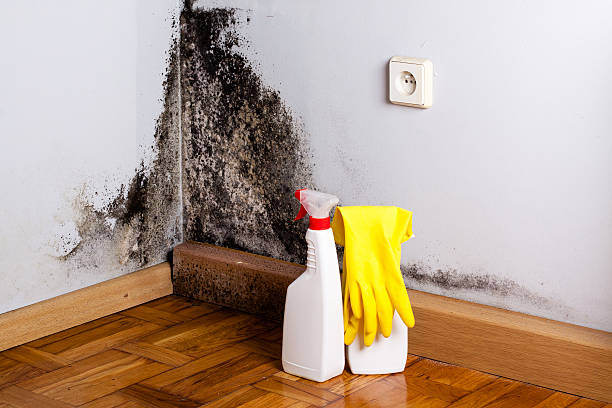 Best Toxic Mold Removal  in San Pablo, NM